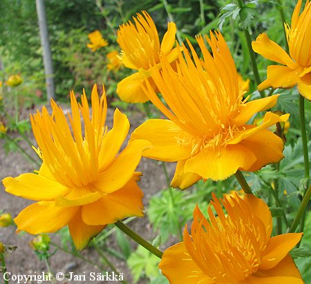 Trollius ircuticus kruunukullero